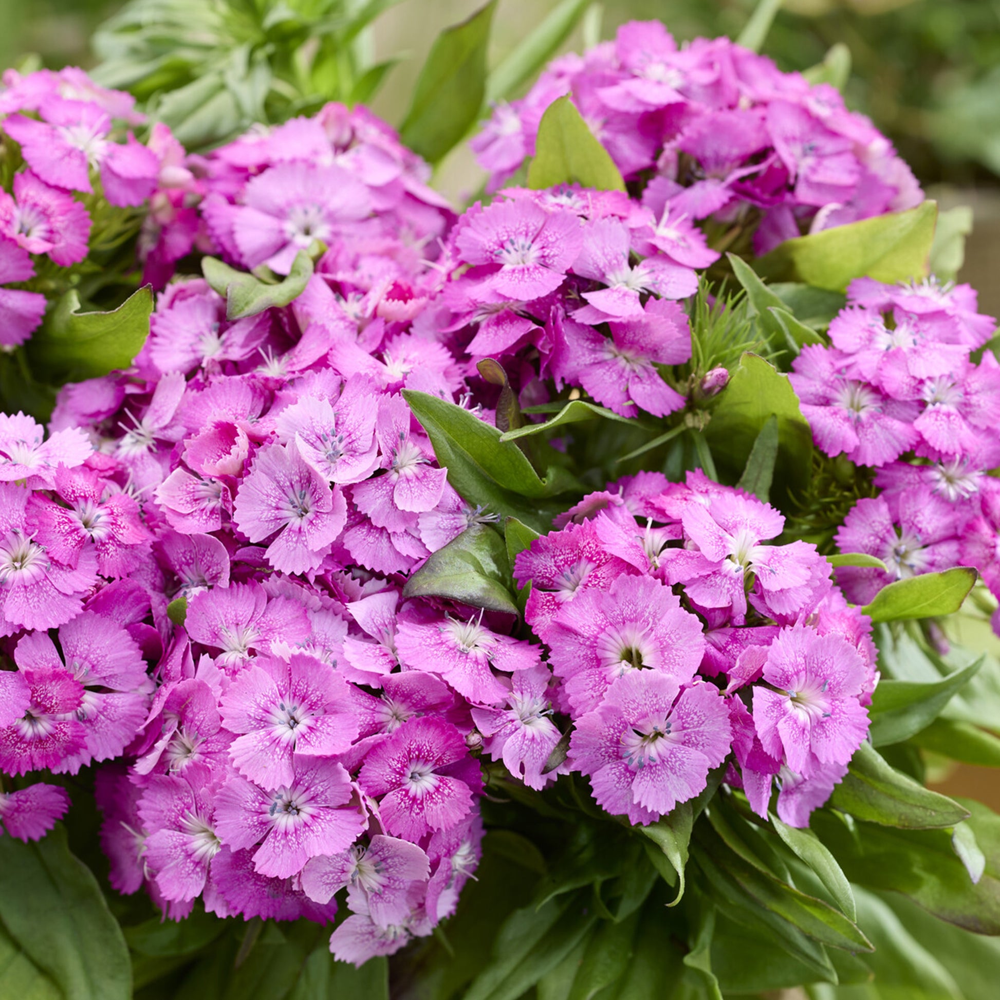 Dianthus barbatus Barbarini Pink - Bartnelke rosa - Nelken - Dianthus