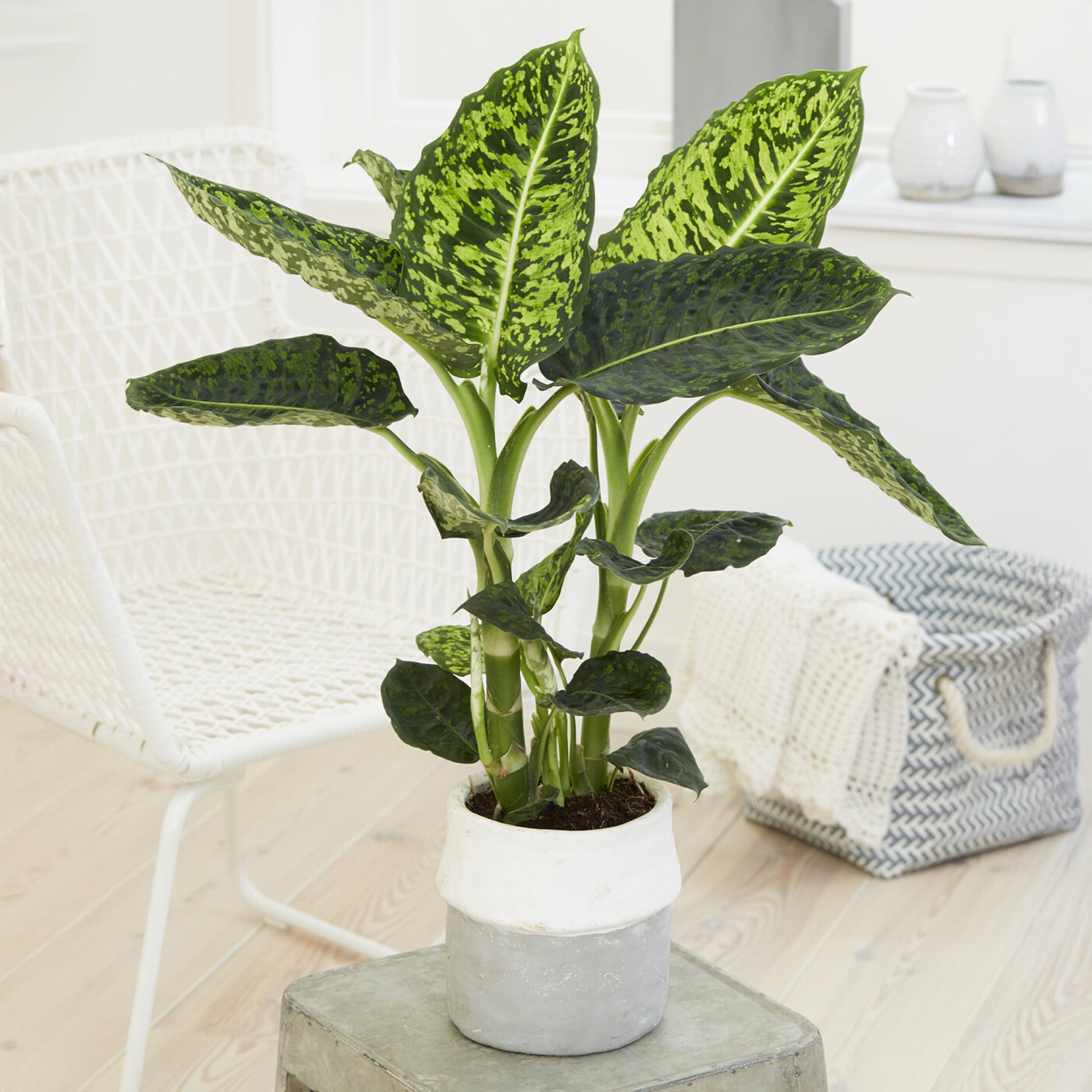 Dieffenbachia Reflector - Bakker