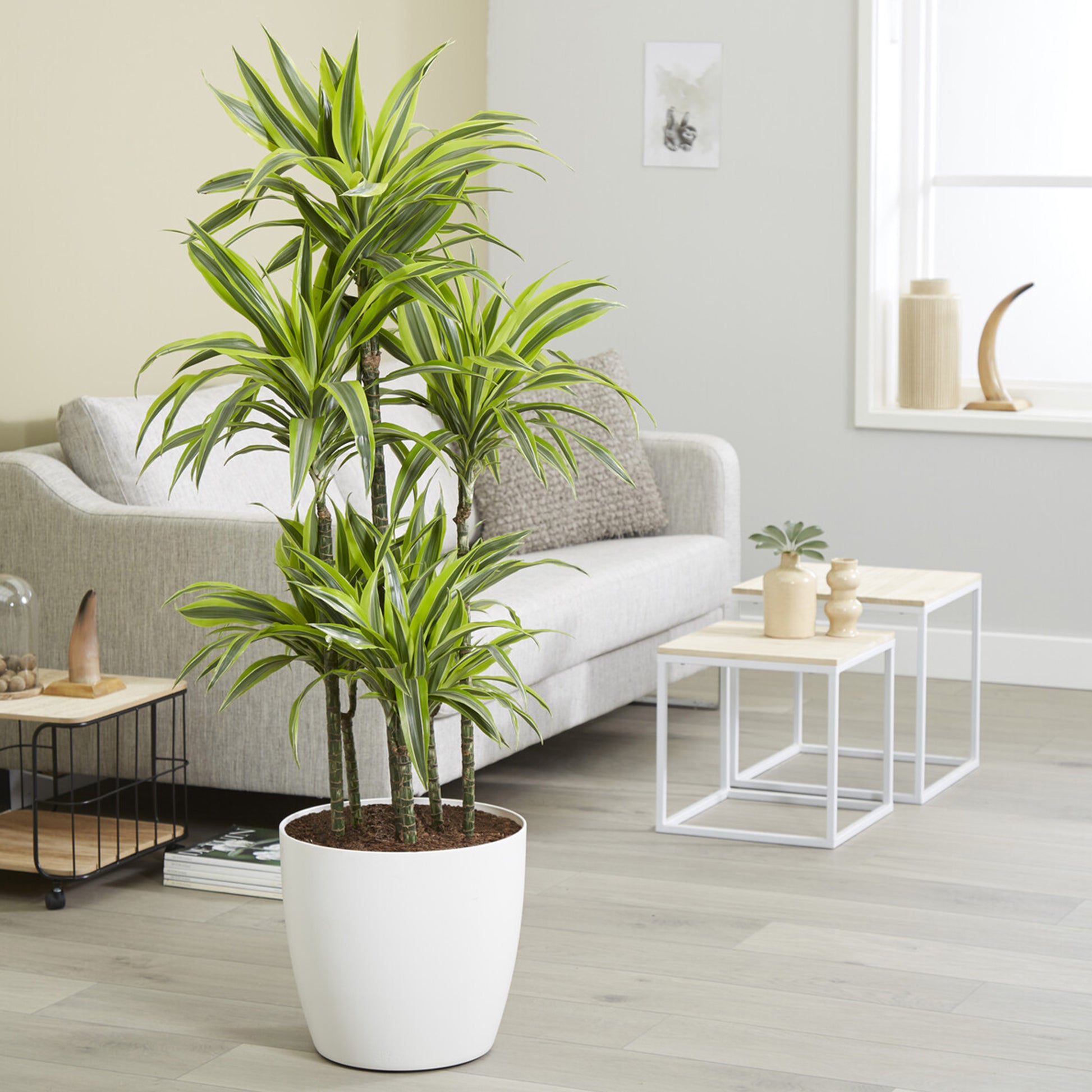 Dracaena fragrans Lemon Lime - Dracaena 'Lemon Lime' (Zitronenlimone) - Dracaena