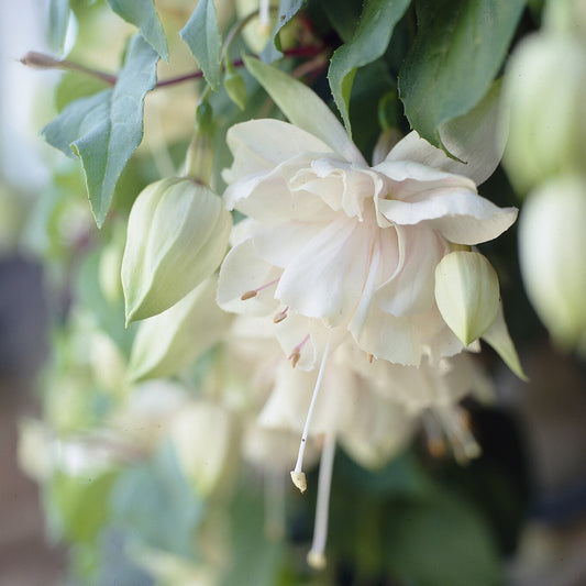 Hängende Fushia 'Pink Marshmallow'. - Bakker