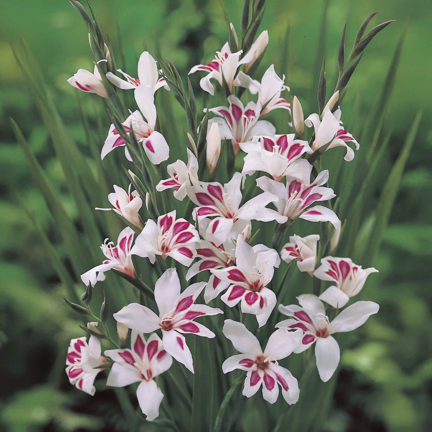 Gladiole nanus Prins Claus (x15) - Bakker