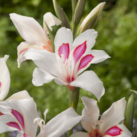 Gladiole nanus Prins Claus (x15) - Gladiolus nanus Prins Claus - Bakker