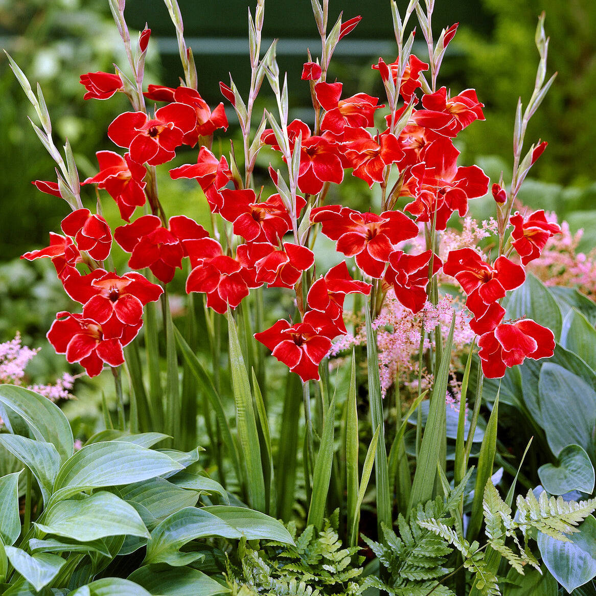 Gladiole primulinus Atom kleinblumig (x15) - Bakker