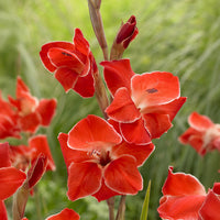 Gladiole primulinus Atom kleinblumig (x15) - Gladiolus primulinus Atom - Bakker