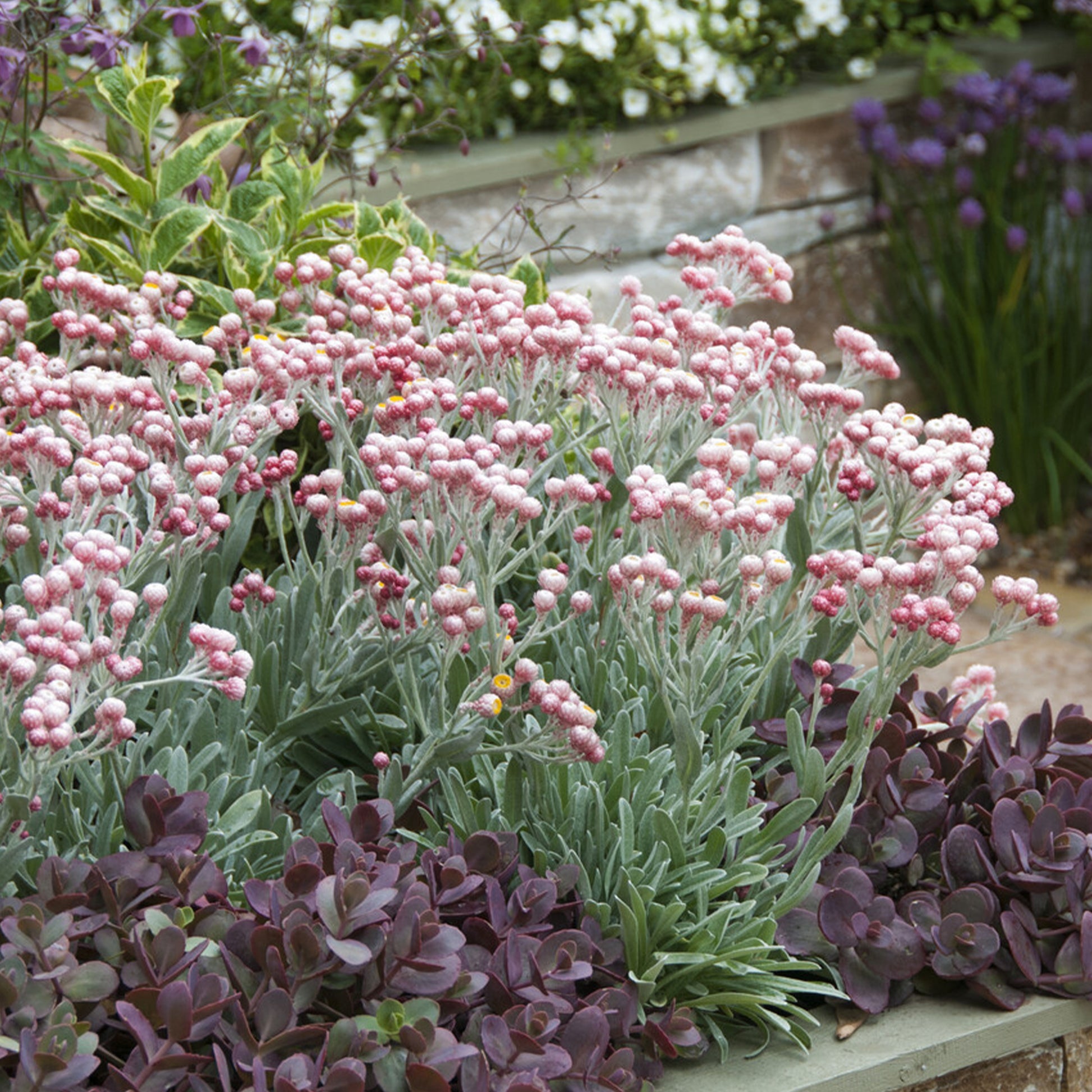 Helichrysum amorginum Ruby Cluster ® - Helichrysum 'Ruby Cluster' / Korsische-Immortelle - Stauden