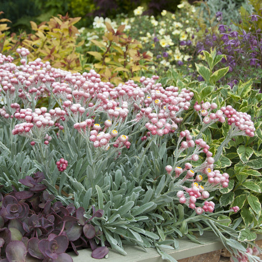 Helichrysum 'Ruby Cluster' / Korsische-Immortelle - Bakker