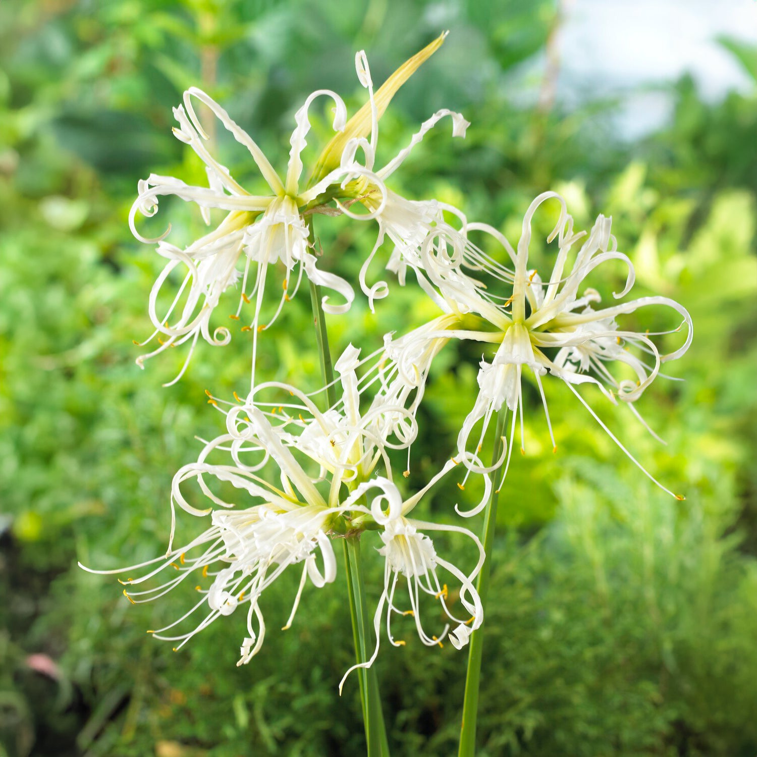 Schönhäutchen weiß Zwiebeln /Spinnenlilie (x3) - Bakker