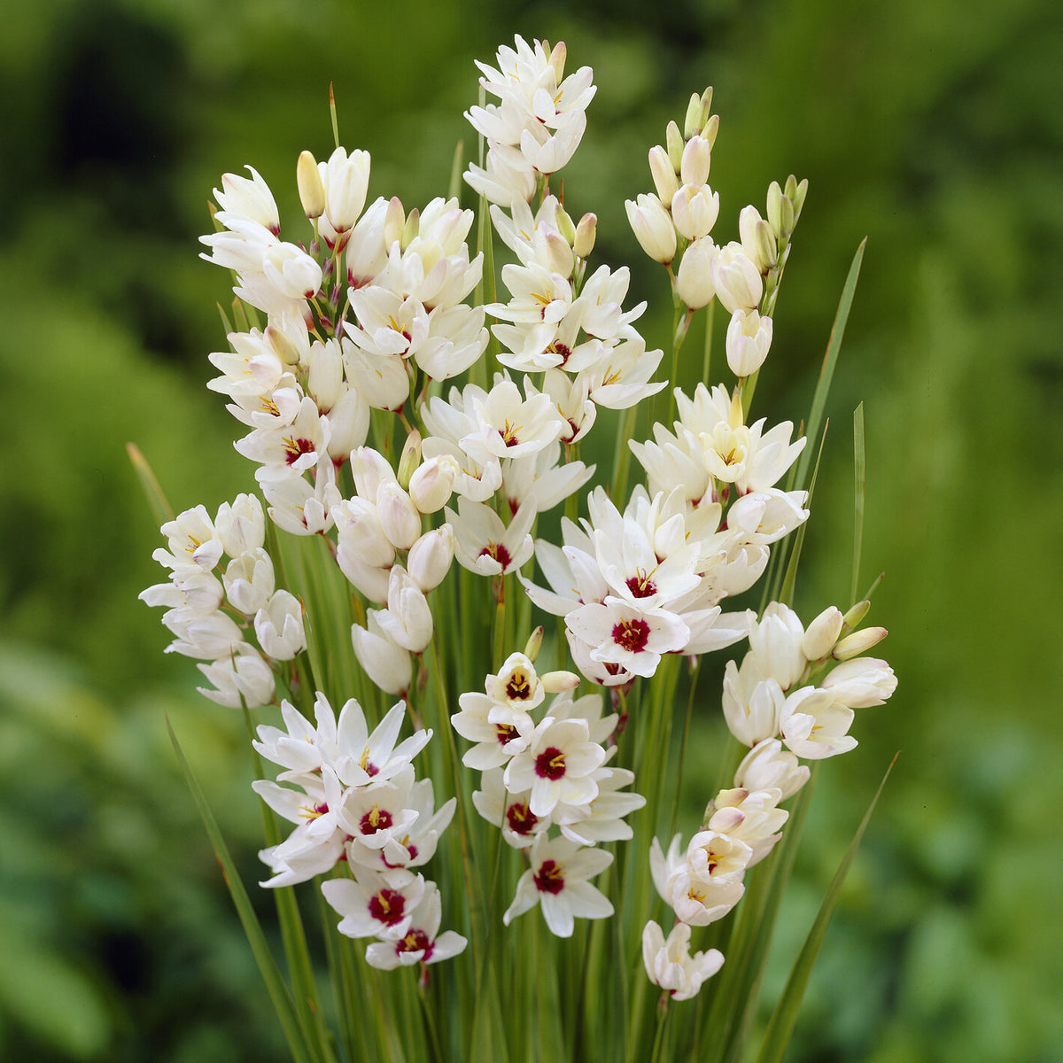 Ährenlilie 'Giant' (x25) - Bakker