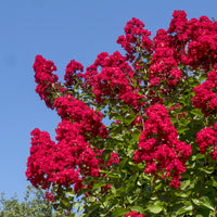 Lagerstroemia indica Dynamite - Indischer Flieder Dynamite - Indischer Flieder