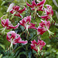 Black Beauty Lilien / Lilium „black beauty“ - Bakker