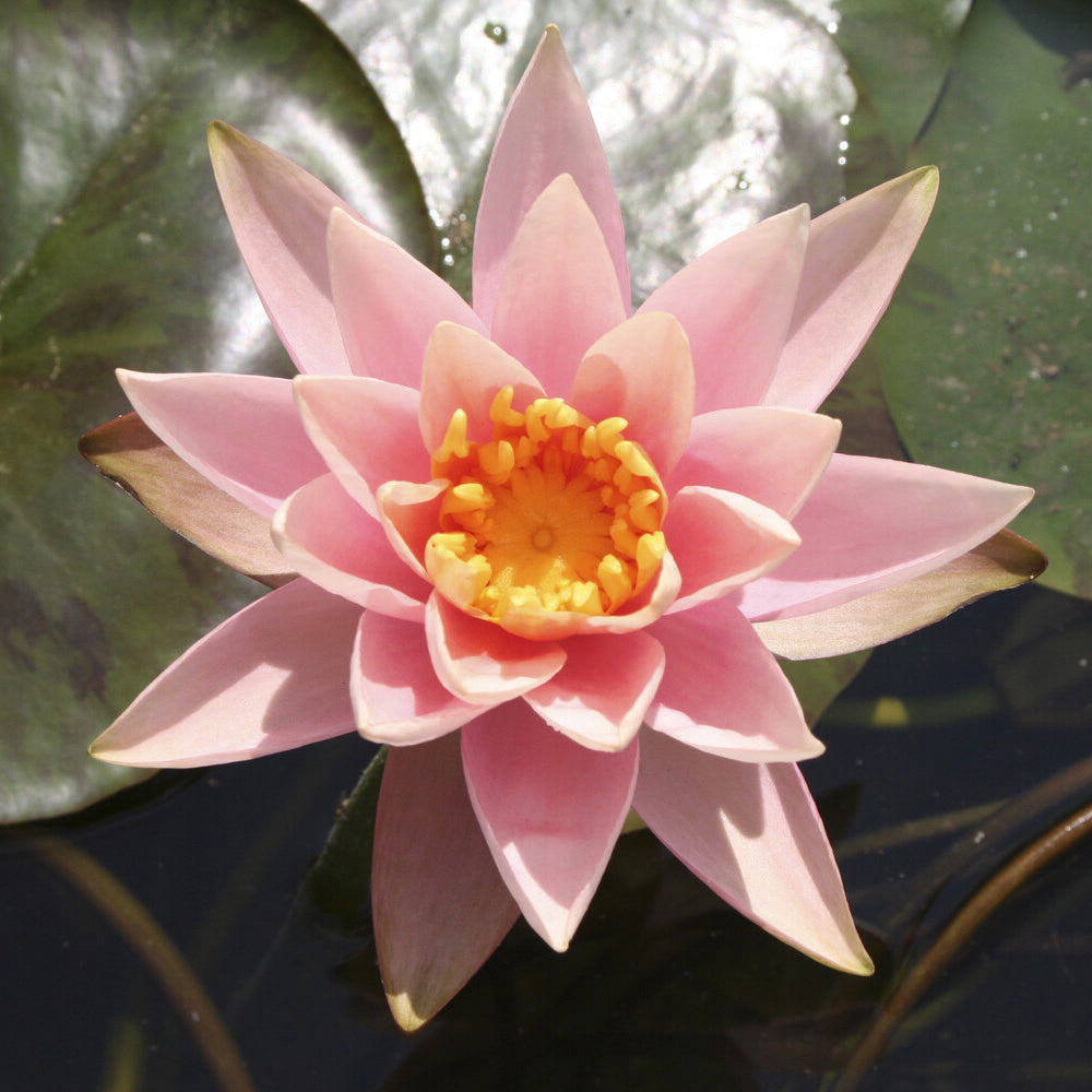 Seerosen - Seerose 'Colorado - Nymphaea Colorado