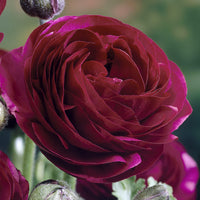 10 Asiatische Ranunkeln Pauline Violett - Ranunculus Pauline Violet - Bakker