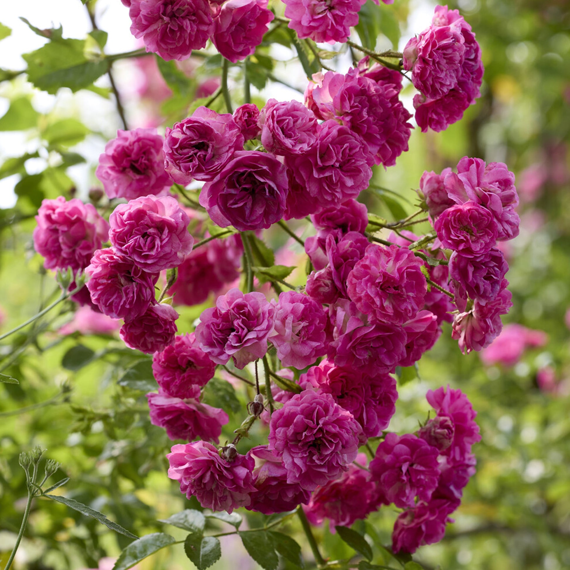 Super Excelsa® Kletterrose - Bakker