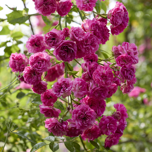 Super Excelsa® Kletterrose - Bakker