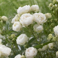 Muttertagsrose weiß - Rosa White Mothers Day - Bakker