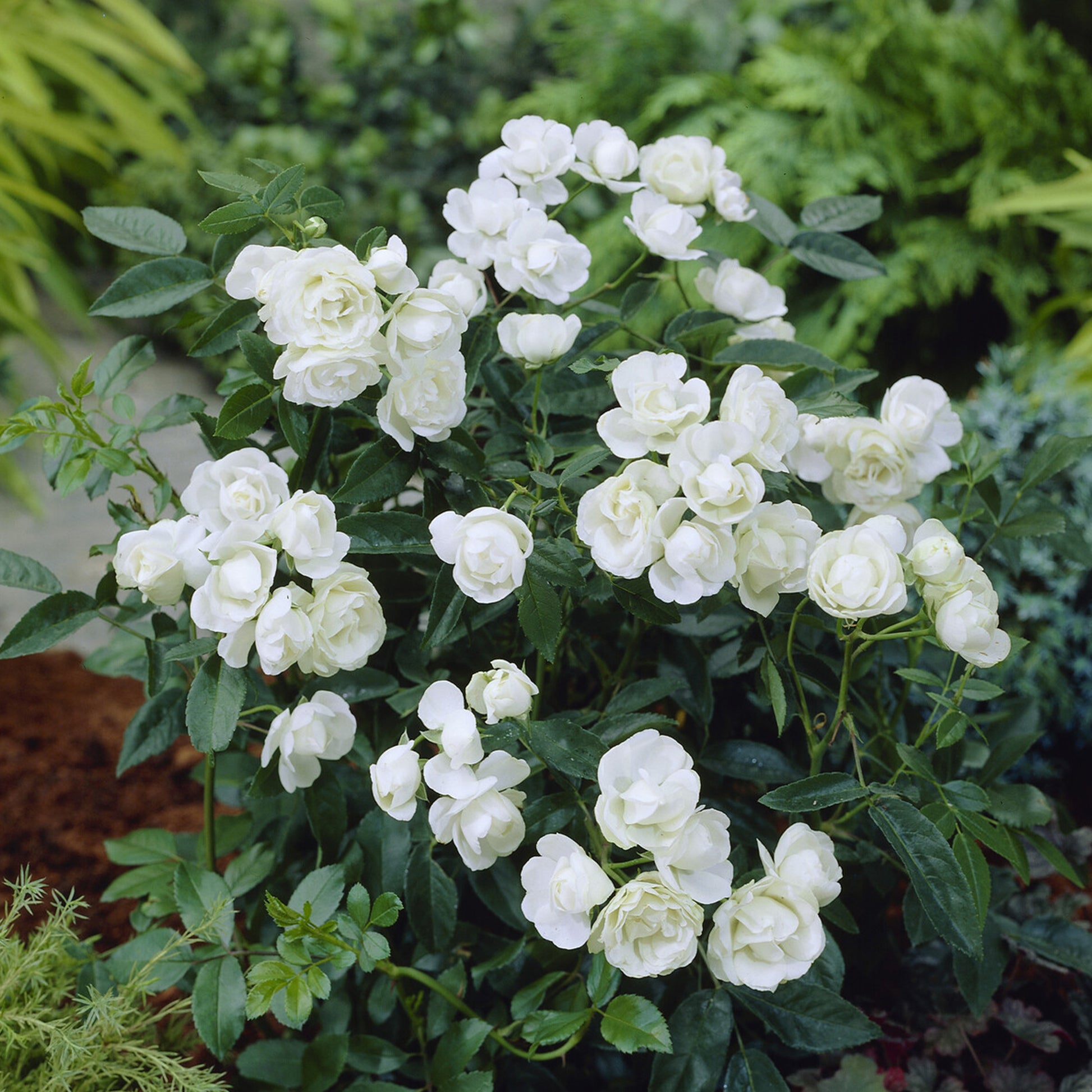 Muttertagsrose weiß - Bakker