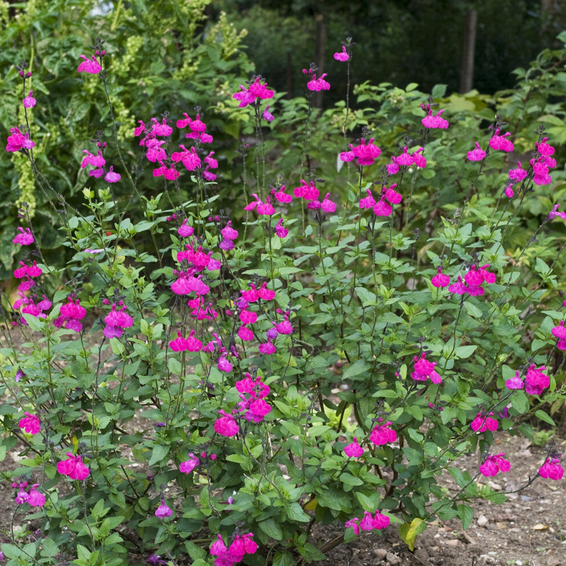 Cerro Potosi® Kleinblättriger Strauchsalbei - Bakker