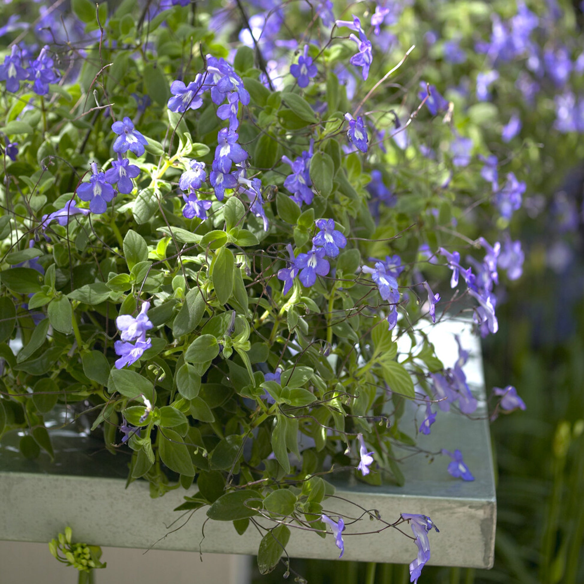 Streptocarpus saxorum - Purpurner Streptocarpus - Blumen für Terrasse und Balkon