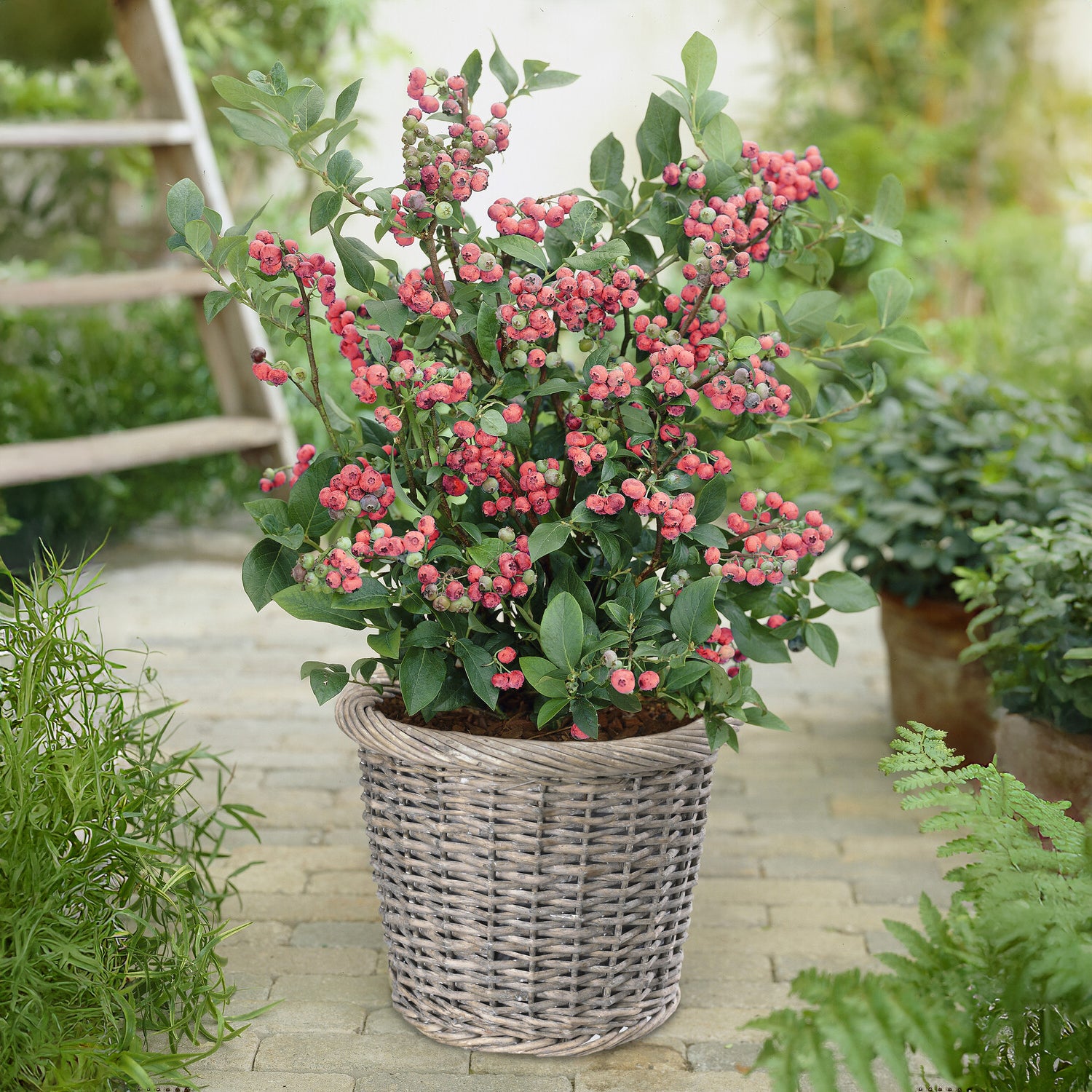 Vaccinium x ashei Pink Lemonade - Heidelbeere Pink Lemonade - Heidelbeeren