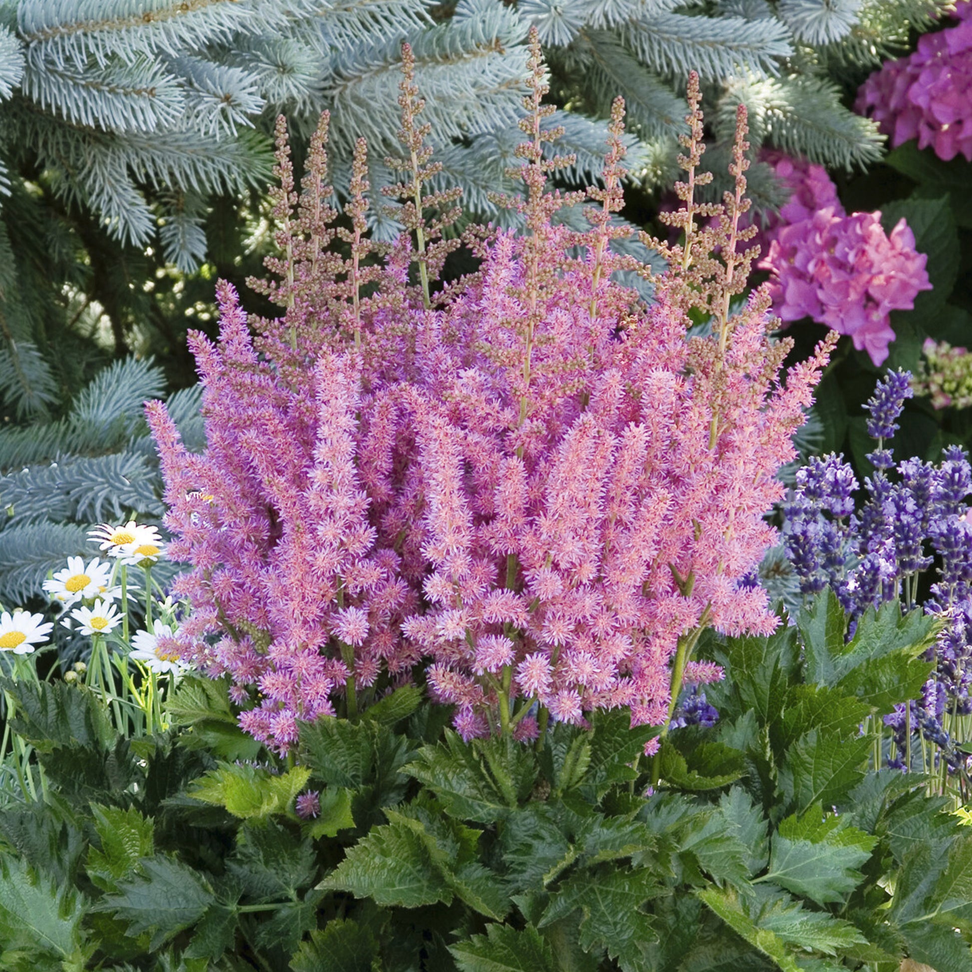 Prachtspiere 'Visions in Pink'® - Astilbe Little Vision in Pink ® - Bakker