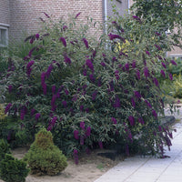 Sommerflieder 'Black Knight' - Buddleja davidii Black Knight - Bakker