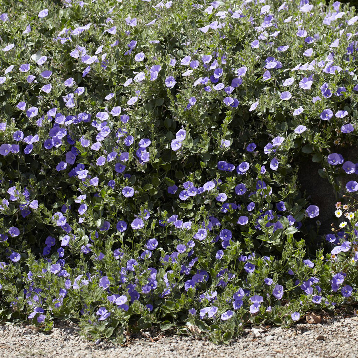 Convolvulus sabatius Compacta - Mauretanische Winde ‘Compacta’ - Bodendecker