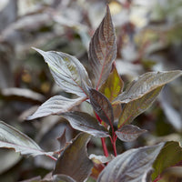 Hartriegel 'Nightfall' ® - Bakker