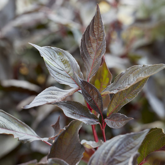 Hartriegel 'Nightfall' ® - Bakker