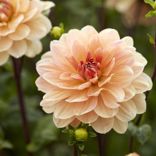 Dekorative Dahlie Kamelie Apricot Desire - Bakker