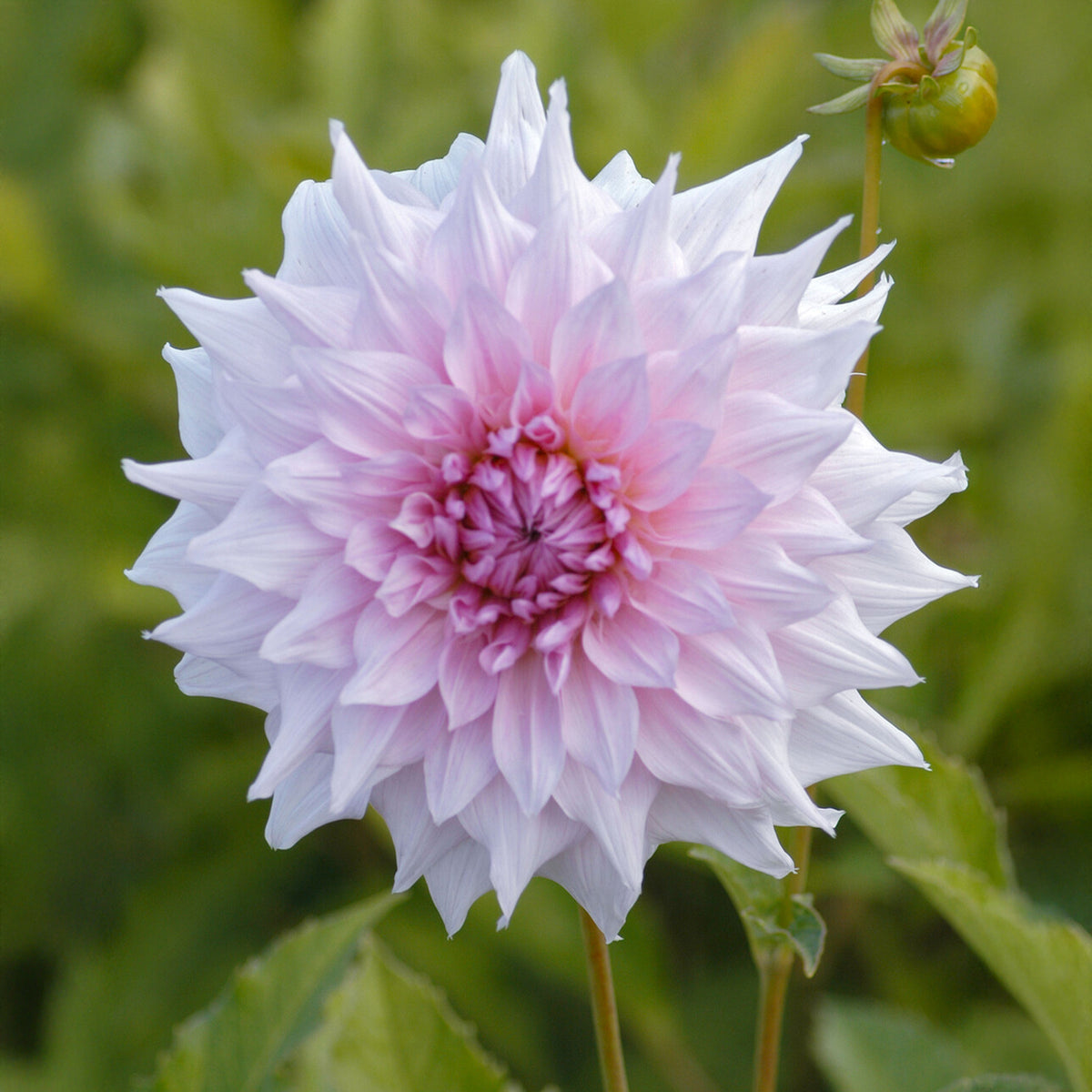 Dekorative Dahlie Shiloh Noelle - Dahlia Shiloh Noelle - Bakker