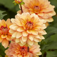 Dekorative Dahlie Yelno Harmony - Bakker