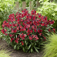 Erysimum Colour Vibe Red ® - Erysimum Colour Vibe Red ® - Blumen für Terrasse und Balkon