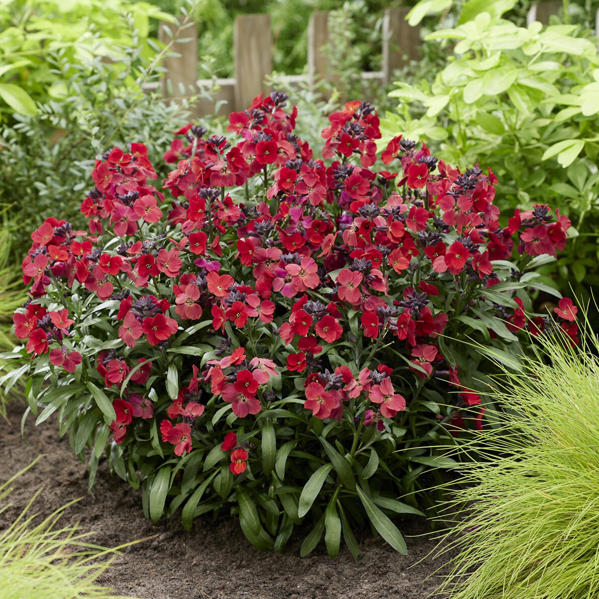 Erysimum Colour Vibe Red ® - Erysimum Colour Vibe Red ® - Blumen für Terrasse und Balkon