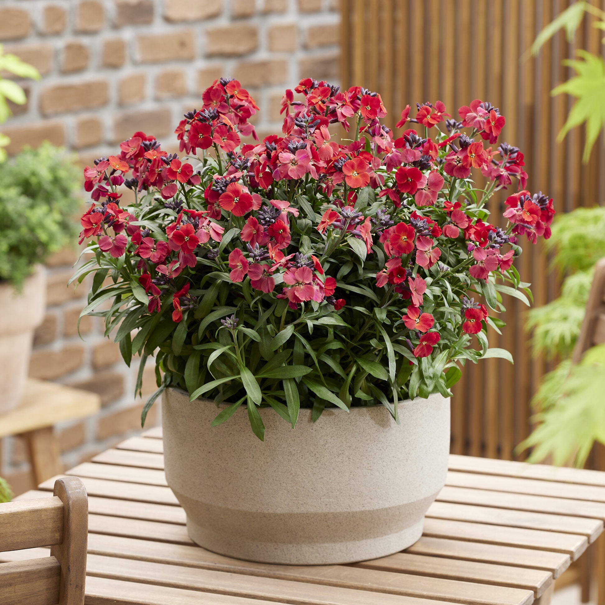 Erysimum Colour Vibe Red ® - Bakker