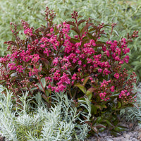 Indianerflieder 'Berry Dazzle®' - Lagerstroemia indica Berry Dazzle® - Bakker