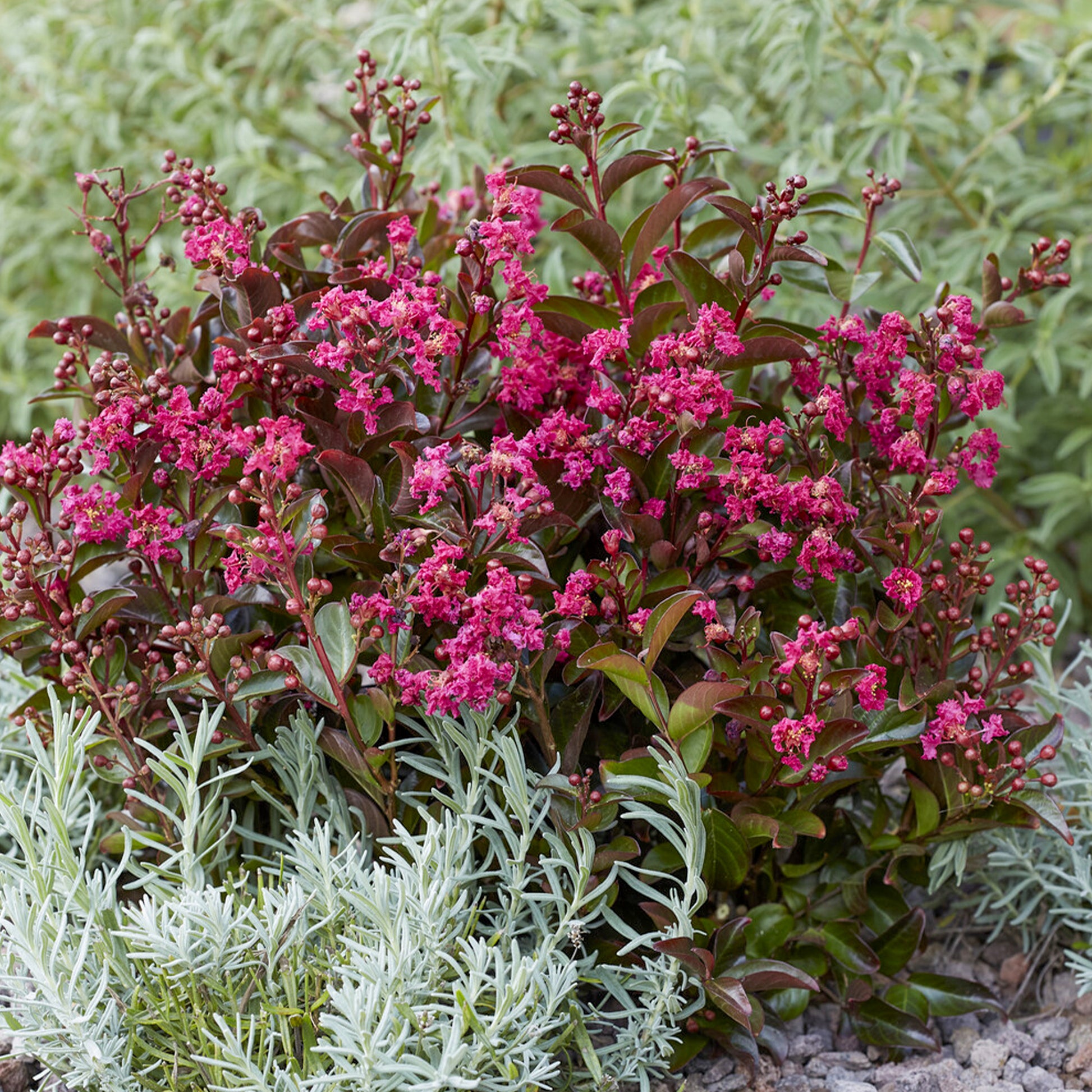 Indianerflieder 'Berry Dazzle®' - Lagerstroemia indica Berry Dazzle® - Bakker