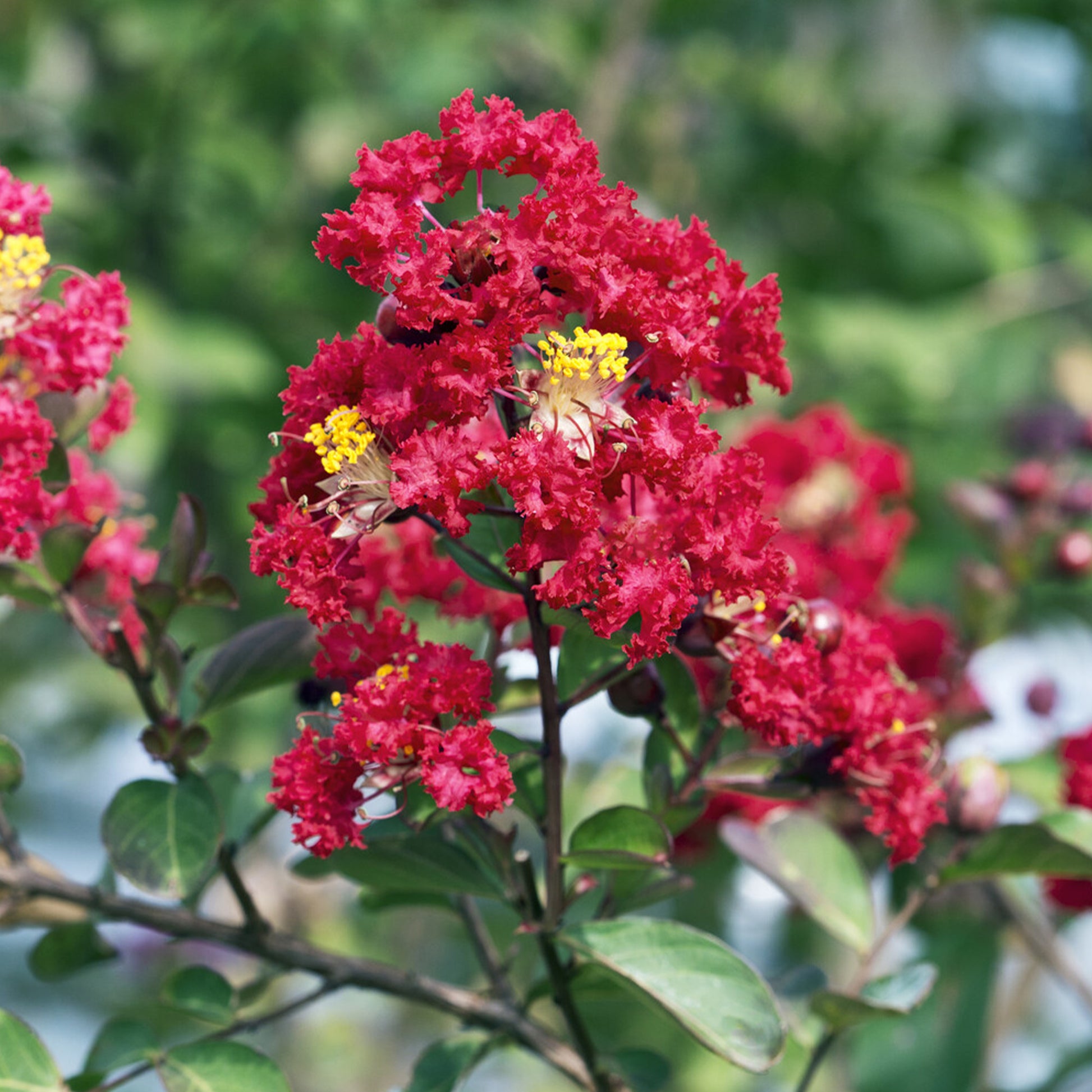 Indianerflieder 'Red Rocket' - Lagerstroemia indica Red Rocket - Bakker