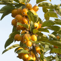 Zierapfel Golden Hornet - Bakker