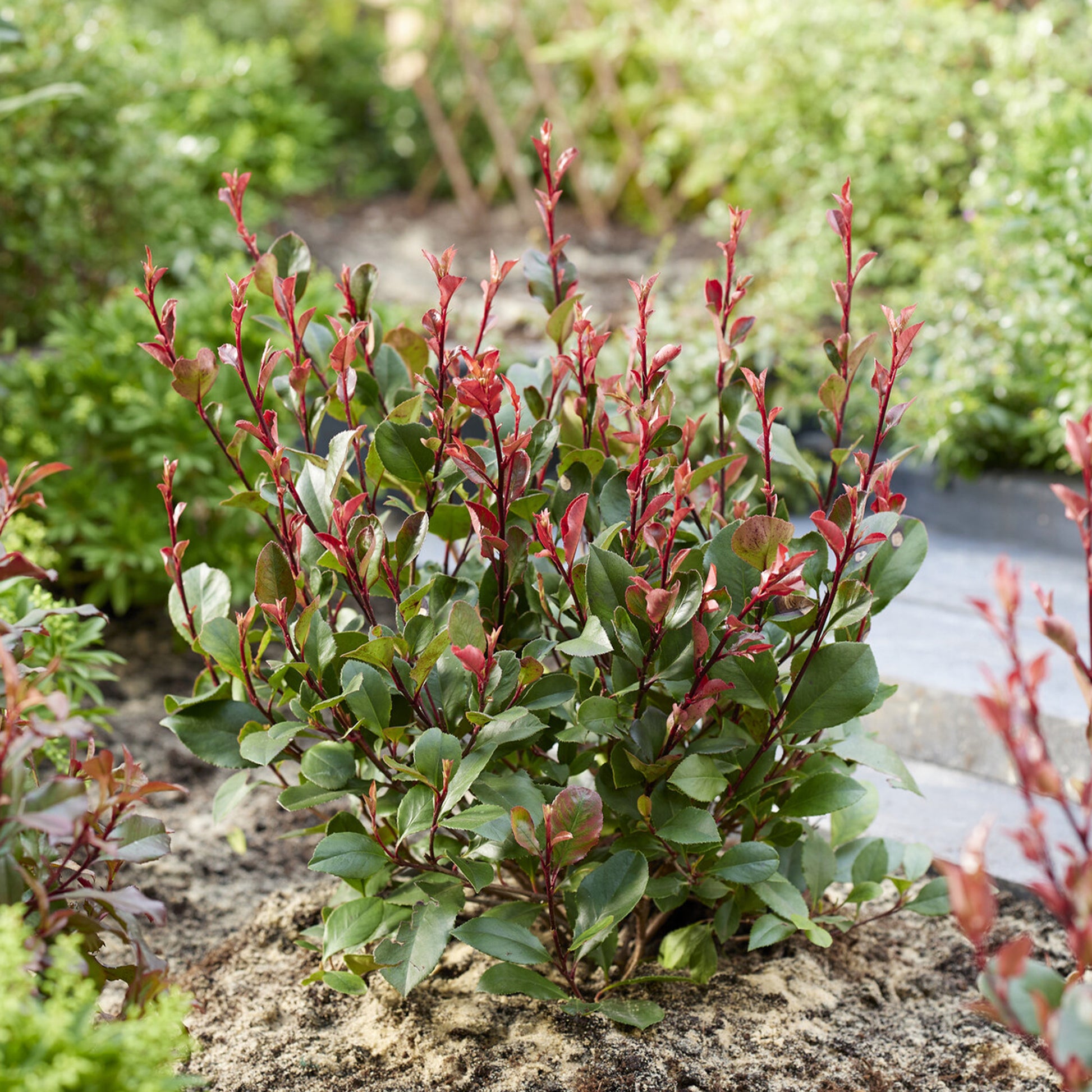 Glanzmispel 'Little Red Robin' - Photinia x fraseri Little Red Robin - Bakker