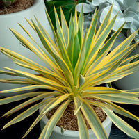 Kerzen-Palmlilie ‘Citrus Twist’® - Yucca gloriosa Citrus Twist ® - Bakker