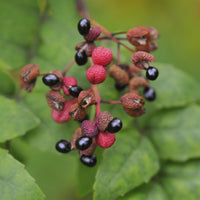 Szechuanpfeffer - Zanthoxylum piperitum - Bakker