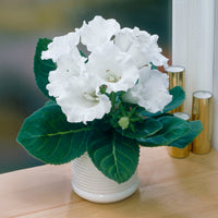 Gloxinie Mont Blanc - Gloxinia speciosa Mont Blanc - Bakker