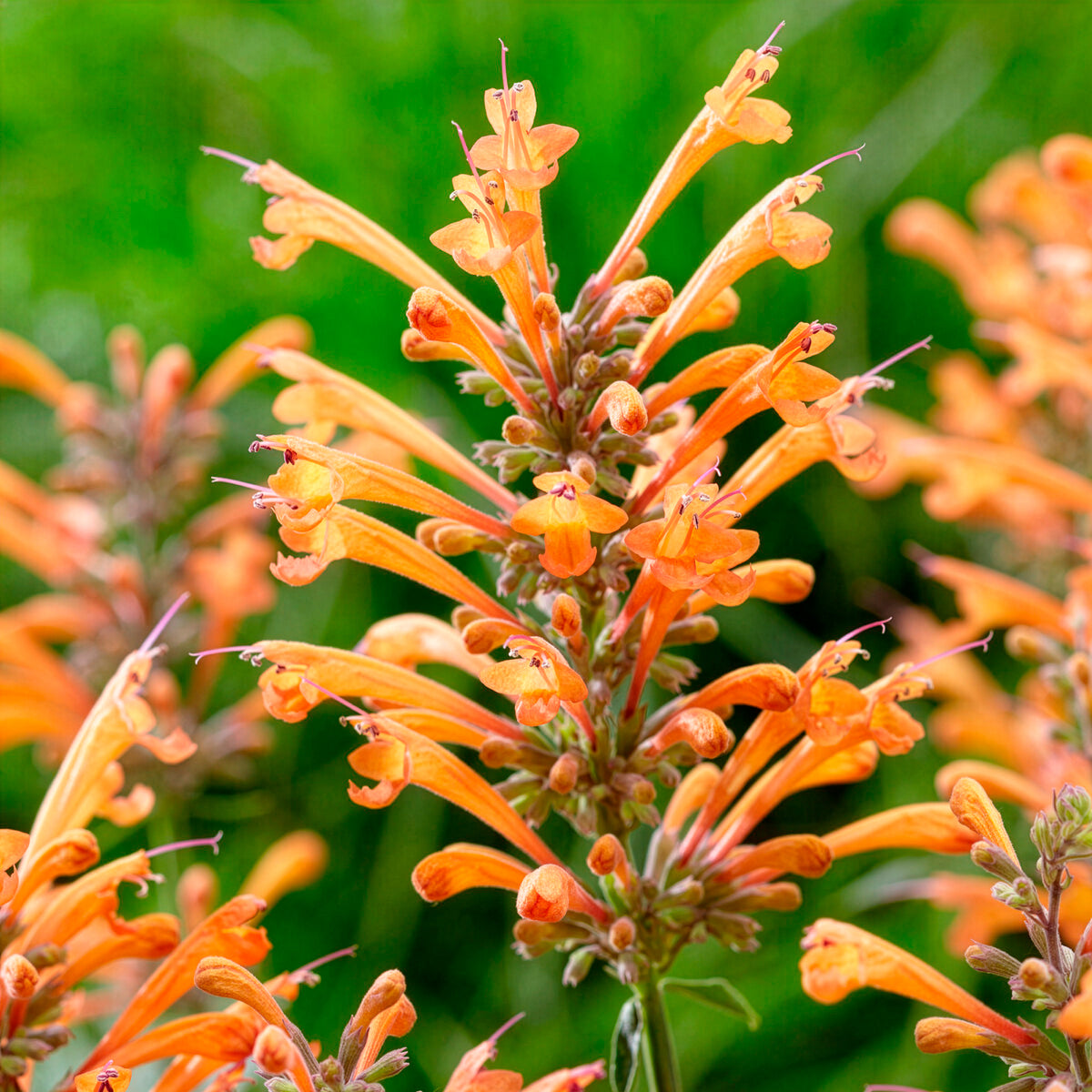 Agastache Kudos Mandarin - Duftnessel Kudos Mandarin - Agastache