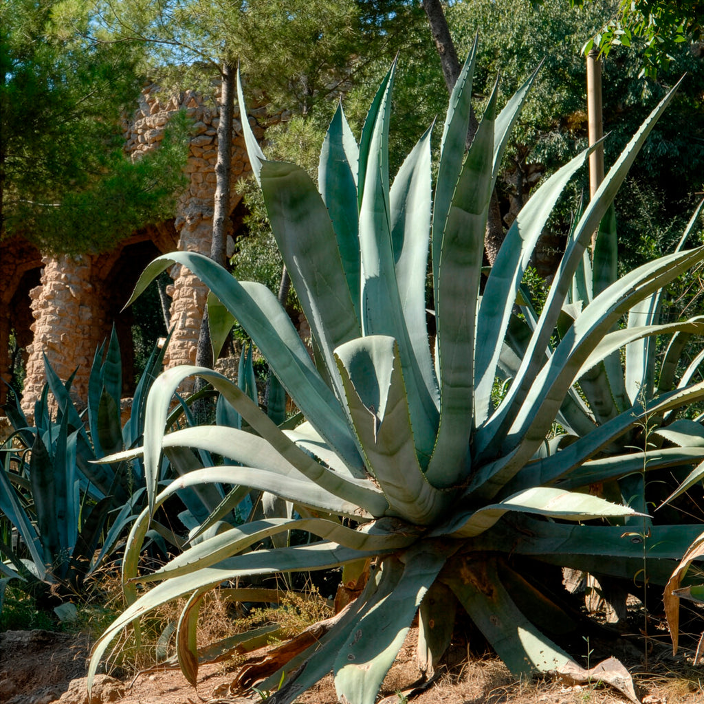 Amerikanische Agave - Agave americana