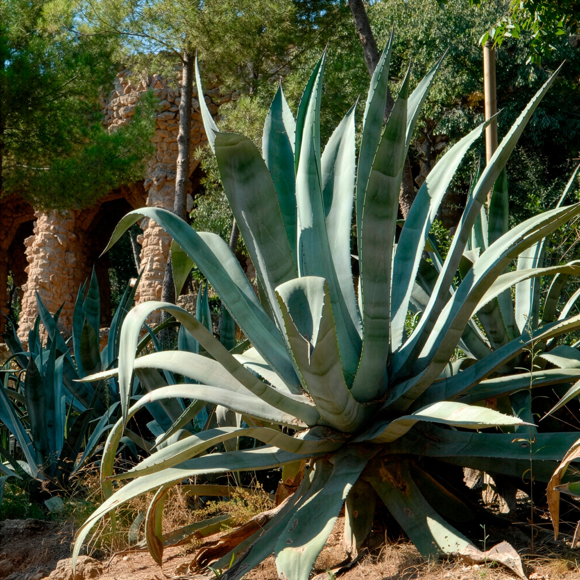 Amerikanische Agave - Bakker