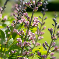 Baptisia Pink Truffles - Indigo-Lupine Decadence Pink Truffles - Baptisia - Indigolupine