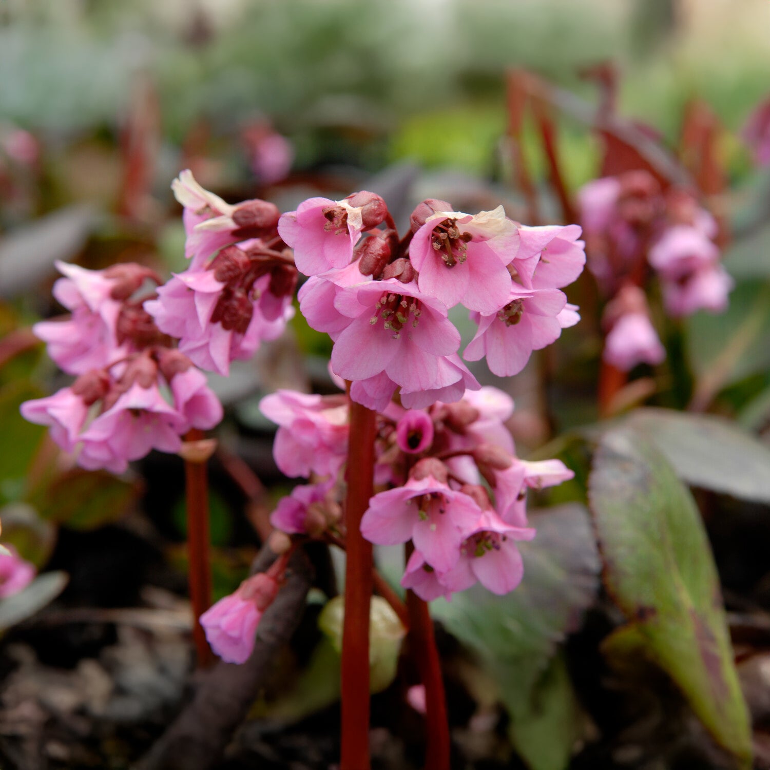 Bergenie Bach - Bakker