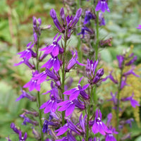 Lobelie Vedrariensis - Bakker
