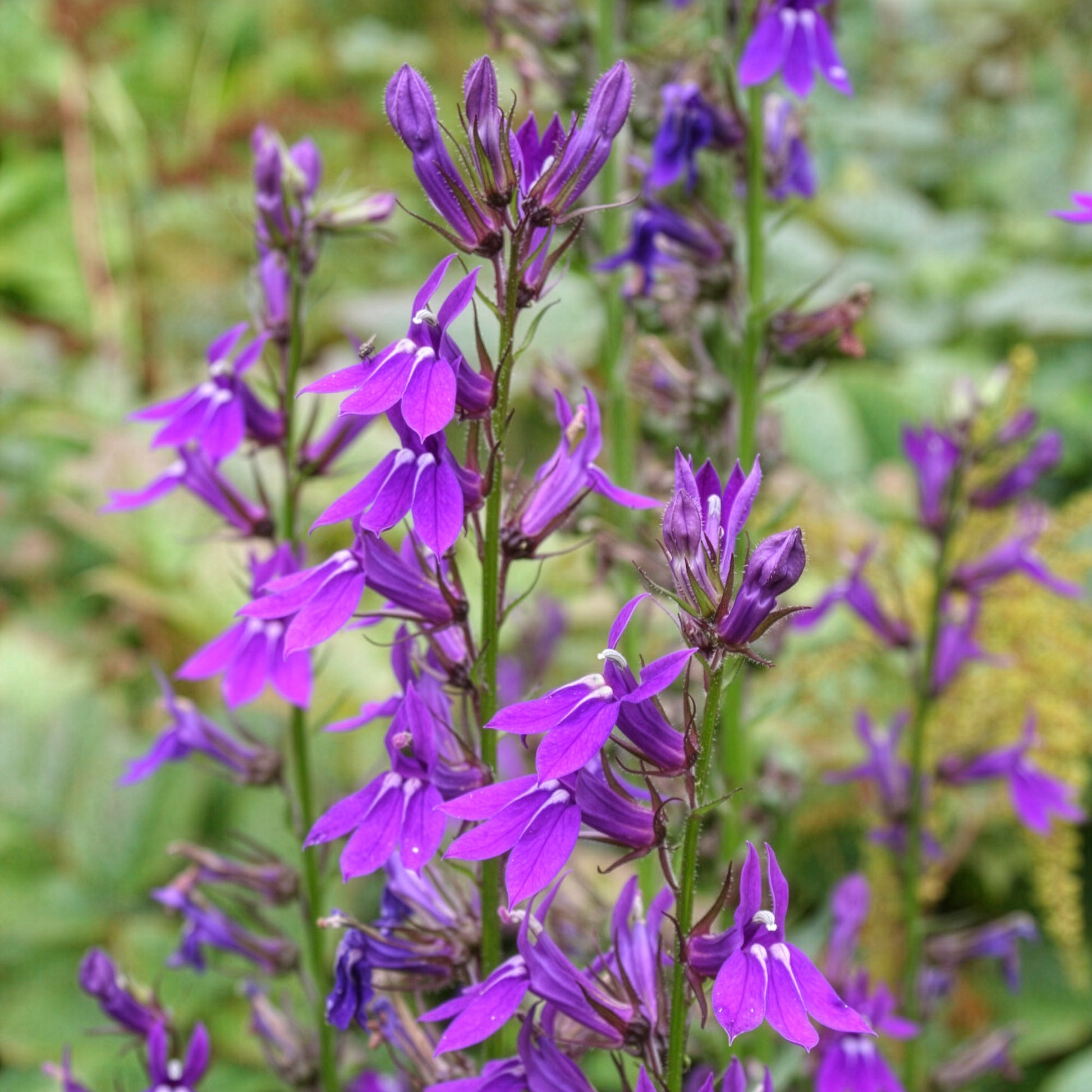 Lobelie Vedrariensis - Bakker