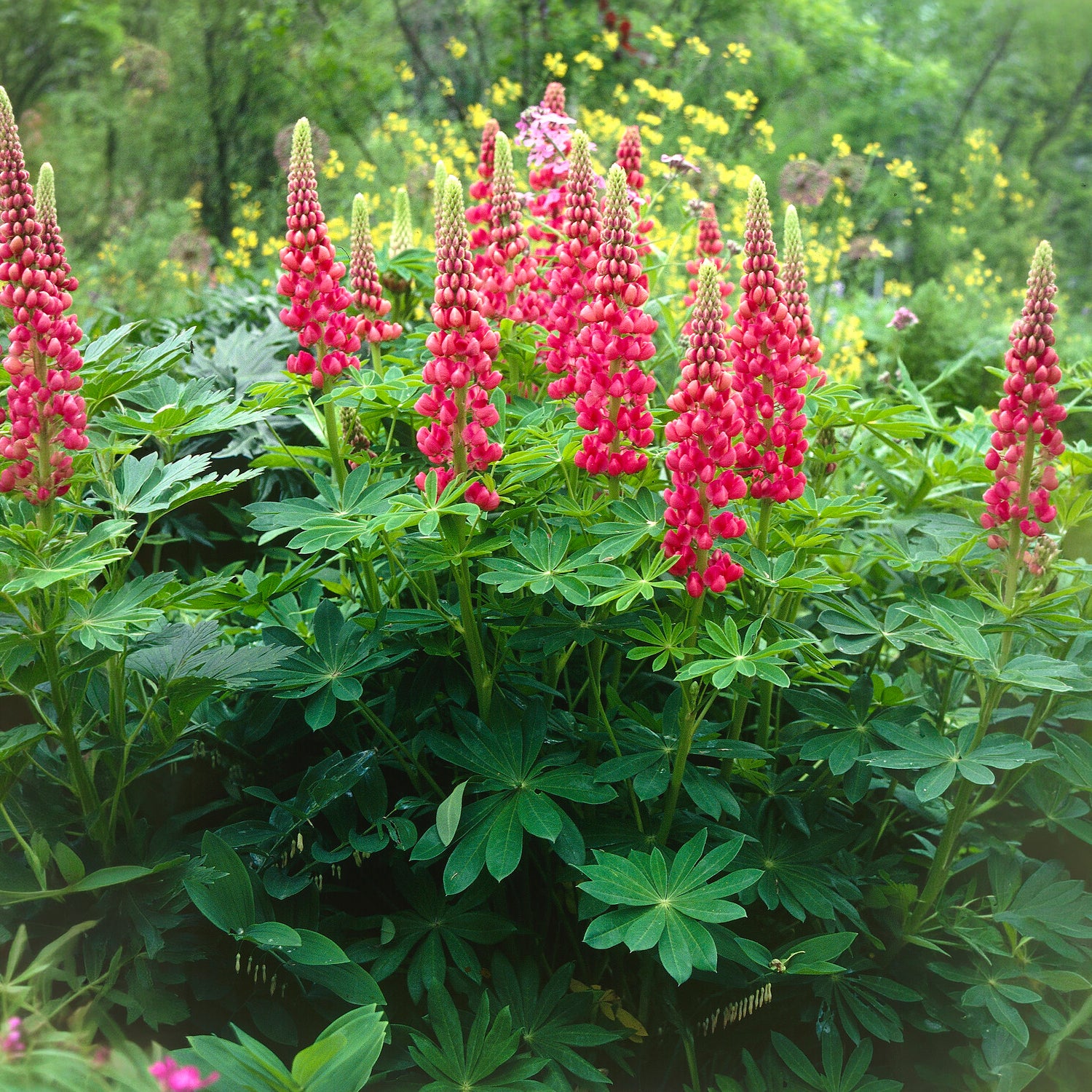Lupine The Pages - Lupinus The Pages